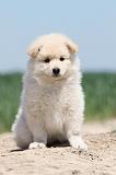 CHIEN FINNOIS DE LAPONIE 606